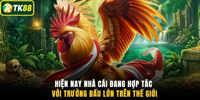 Hiện nay nhà cái đang hợp tác với trường đấu lớn trên thế giới